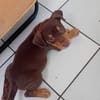 ISKA, chiot femelle Berger Créole