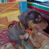 ISKA, chiot femelle Berger Créole