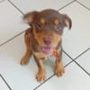 ISKA, chiot femelle Berger Créole