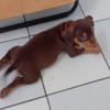 ISKA, chiot femelle Berger Créole