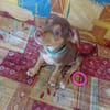 RYKER, CHIOT MÂLE BERGER CRÉOLE