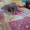 RYKER, CHIOT MÂLE BERGER CRÉOLE