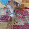 RYKER, CHIOT MÂLE BERGER CRÉOLE
