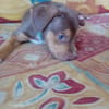 RYKER, CHIOT MÂLE BERGER CRÉOLE