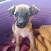 SPLEET, CHIOT MÂLE BERGER CRÉOLE