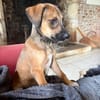 SPLEET, CHIOT MÂLE BERGER CRÉOLE