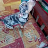 STETSON, CHIOT MÂLE BERGER CRÉOLE