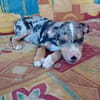 STETSON, CHIOT MÂLE BERGER CRÉOLE