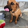 YANKEE, Mâle BERGER CRÉOLE