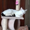 MUSE chatonne noir et blanche