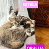 ESTELA ET OPHELIA