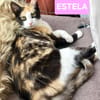 ESTELA ET OPHELIA