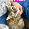 ESTELA ET OPHELIA
