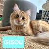 GISOU