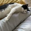 Unser Wunder Agata sucht liebes Home
