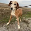 Mama Marta 6-7 Jahre sucht ihr Körbchen