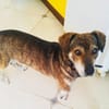 Toller dackelmix Fritz