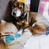 Toller dackelmix Fritz