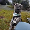 Archie sucht neues Zuhause