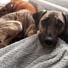 Archie sucht neues Zuhause