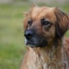Lulu sucht engen Familienanschluss