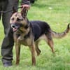 Petunia - dringend Zuhause gesucht