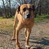 Notfall!! Pflegestelle gesucht