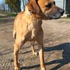 Notfall!! Pflegestelle gesucht
