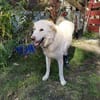 Pulcino sucht ein liebevolles Zuhause