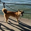 Bruno, der Trickkünstler
