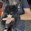 RUDY - (verspielt, liebevoll, jung)