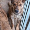 Bori sucht dringend ein Zuhause