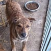 Bori sucht dringend ein Zuhause