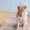 Bori sucht dringend ein Zuhause