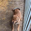 Bori sucht dringend ein Zuhause
