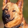 Raya - hat Potential zur Hundesportlerin
