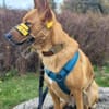 Raya - hat Potential zur Hundesportlerin