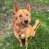 Raya - hat Potential zur Hundesportlerin