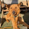 Raya - hat Potential zur Hundesportlerin