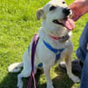 Billie, auf PS, sucht ein Zuhause