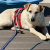 Billie, auf PS, sucht ein Zuhause