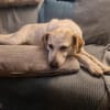 Billie, auf PS, sucht ein Zuhause