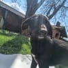 ELLA - kleines, zartes Hundemädchen