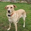 Gina, Pflegestelle in Baden Württemberg