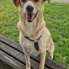 Gina, Pflegestelle in Baden Württemberg