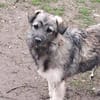 Pavel, kleiner Hundemann auf Suche