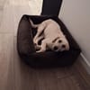 Berta - Zuhause gesucht