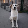 Berta - Zuhause gesucht