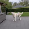 Berta - Zuhause gesucht