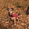 Mokka ist ein verschmuster Seelenhund!